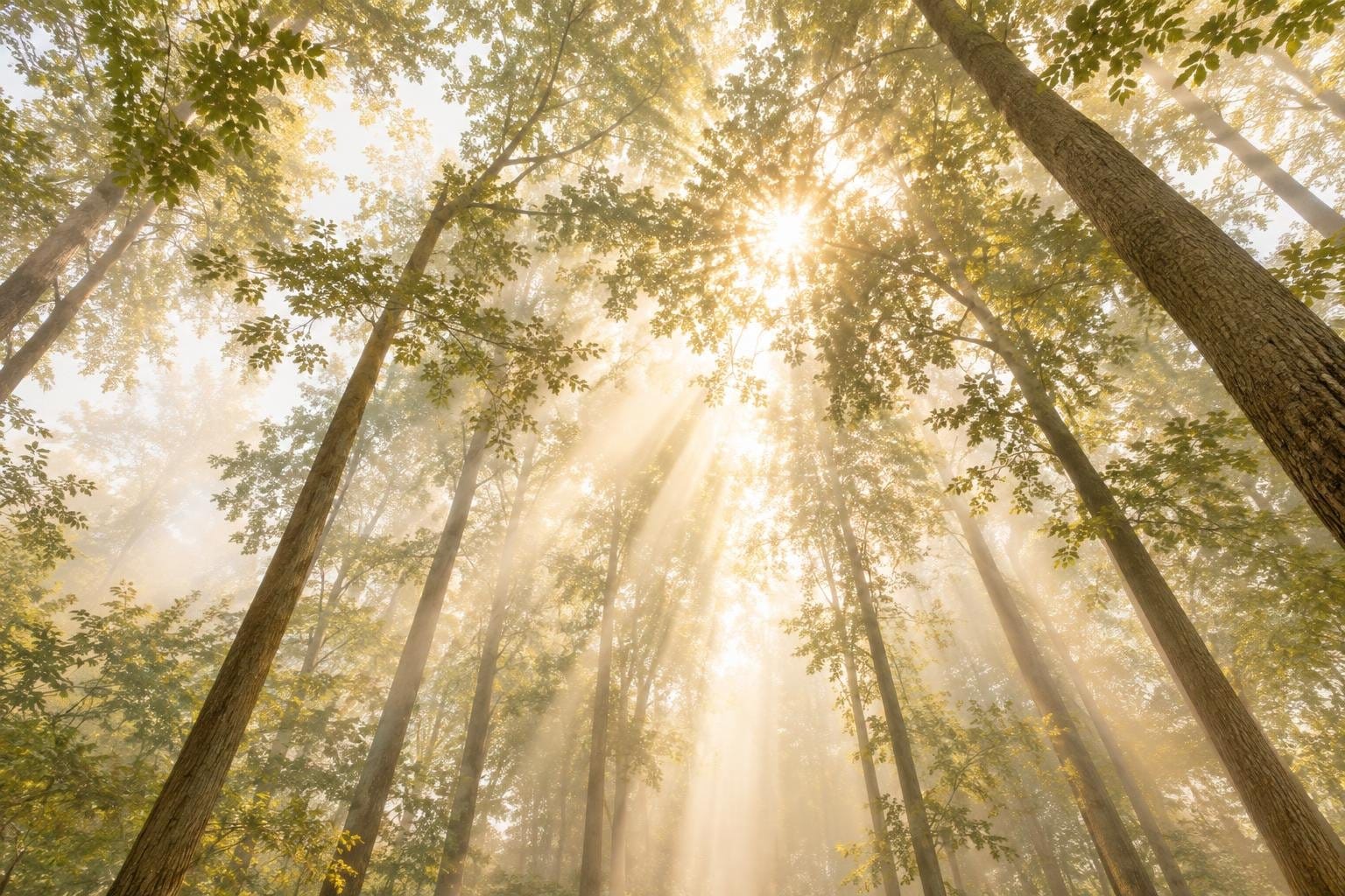 Solstråler falder gennem en høj, grøn skov i morgendis