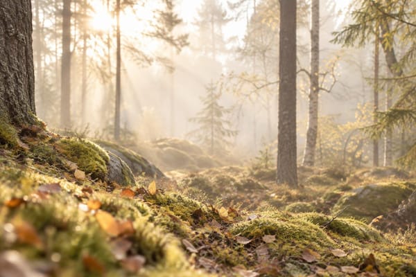 Morgenlys gennem tåge over en lys skovbund