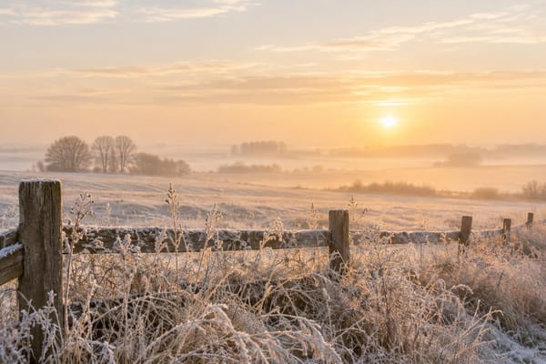 Rimfrost på højt græs og et gammelt træhegn en stille vintermorgen